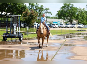 American Quarter Horse, Castrone, 10 Anni, Palomino