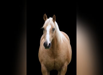 American Quarter Horse, Castrone, 10 Anni, Palomino