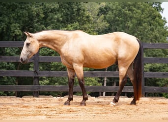 American Quarter Horse, Castrone, 10 Anni, Pelle di daino