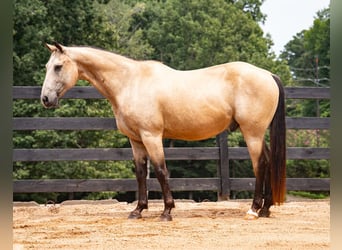 American Quarter Horse, Castrone, 10 Anni, Pelle di daino