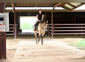 American Quarter Horse, Castrone, 10 Anni, Pelle di daino