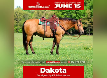 American Quarter Horse, Castrone, 10 Anni, Pelle di daino