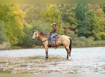 American Quarter Horse, Castrone, 10 Anni, Pelle di daino
