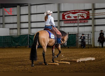 American Quarter Horse, Castrone, 10 Anni, Pelle di daino