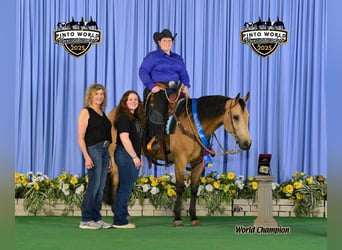 American Quarter Horse, Castrone, 10 Anni, Pelle di daino