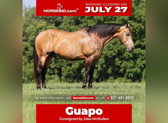 American Quarter Horse, Castrone, 10 Anni, Pelle di daino