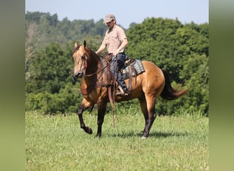 American Quarter Horse, Castrone, 10 Anni, Pelle di daino