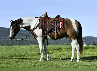 American Quarter Horse, Castrone, 10 Anni, Pezzato