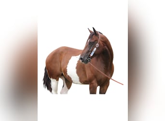 American Quarter Horse, Castrone, 10 Anni, Pezzato