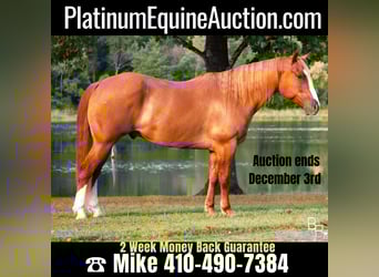 American Quarter Horse, Castrone, 10 Anni, Red dun