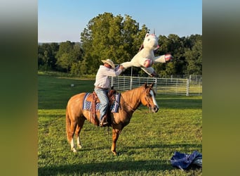 American Quarter Horse, Castrone, 10 Anni, Red dun