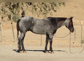 American Quarter Horse, Castrone, 10 Anni, Roano blu