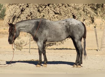 American Quarter Horse, Castrone, 10 Anni, Roano blu