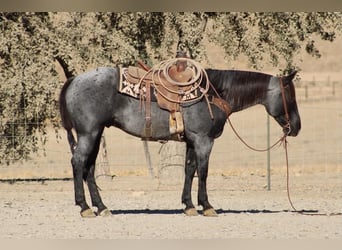 American Quarter Horse, Castrone, 10 Anni, Roano blu