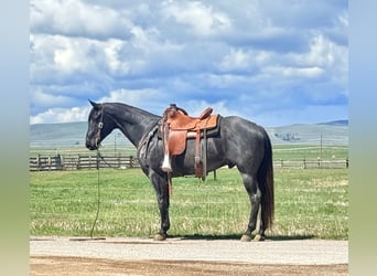American Quarter Horse, Castrone, 10 Anni, Roano blu