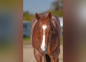 American Quarter Horse, Castrone, 10 Anni, Roano rosso