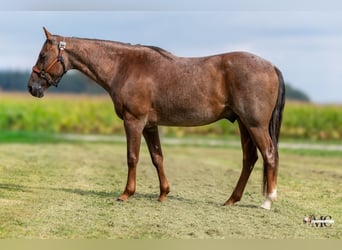 American Quarter Horse, Castrone, 10 Anni, Roano rosso