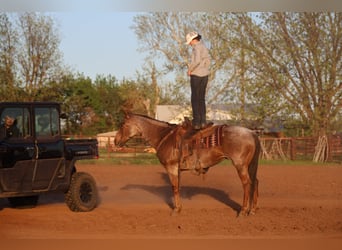 American Quarter Horse, Castrone, 10 Anni, Roano rosso