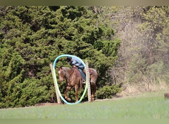 American Quarter Horse, Castrone, 10 Anni, Roano rosso