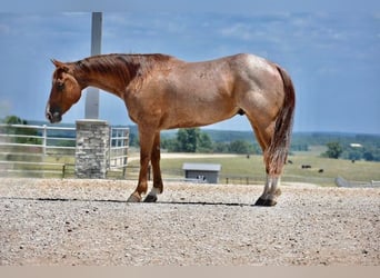 American Quarter Horse, Castrone, 10 Anni, Roano rosso