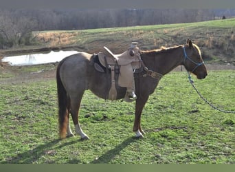 American Quarter Horse, Castrone, 10 Anni, Roano rosso