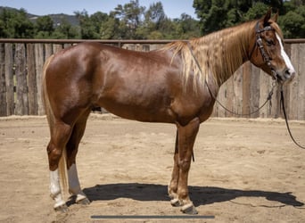 American Quarter Horse, Castrone, 10 Anni, Sauro ciliegia