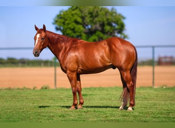 American Quarter Horse, Castrone, 10 Anni, Sauro ciliegia