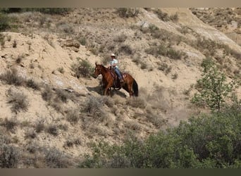American Quarter Horse, Castrone, 10 Anni, Sauro ciliegia
