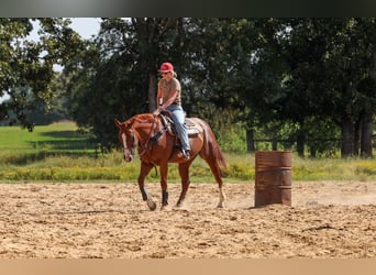 American Quarter Horse, Castrone, 10 Anni, Sauro ciliegia