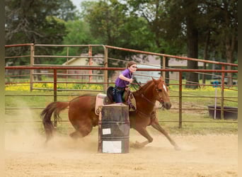American Quarter Horse, Castrone, 10 Anni, Sauro ciliegia