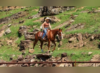 American Quarter Horse, Castrone, 10 Anni, Sauro ciliegia