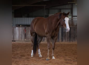 American Quarter Horse, Castrone, 10 Anni, Sauro ciliegia