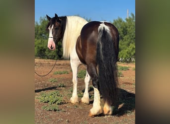 American Quarter Horse, Castrone, 10 Anni, Tobiano-tutti i colori