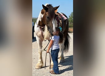 American Quarter Horse, Castrone, 10 Anni, Tobiano-tutti i colori