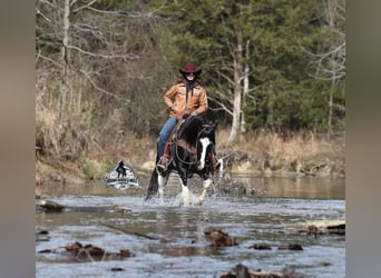 American Quarter Horse, Castrone, 10 Anni, Tobiano-tutti i colori