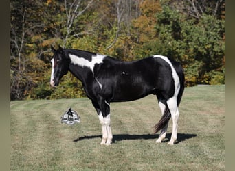 American Quarter Horse, Castrone, 10 Anni, Tobiano-tutti i colori