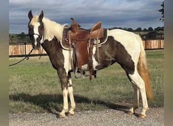 American Quarter Horse, Castrone, 10 Anni, Tobiano-tutti i colori
