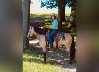 American Quarter Horse, Castrone, 11 Anni, 132 cm, Pelle di daino