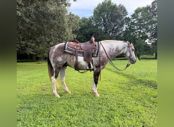American Quarter Horse, Castrone, 11 Anni, 142 cm, Grigio