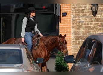 American Quarter Horse, Castrone, 11 Anni, 142 cm, Sauro ciliegia