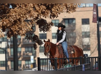 American Quarter Horse, Castrone, 11 Anni, 142 cm, Sauro ciliegia