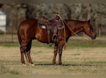 American Quarter Horse, Castrone, 11 Anni, 142 cm, Sauro ciliegia