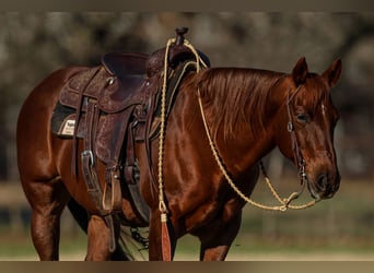 American Quarter Horse, Castrone, 11 Anni, 142 cm, Sauro ciliegia