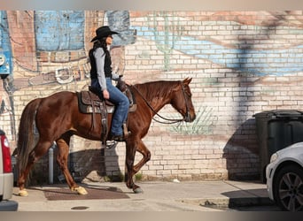 American Quarter Horse, Castrone, 11 Anni, 142 cm, Sauro ciliegia