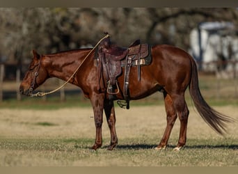 American Quarter Horse, Castrone, 11 Anni, 142 cm, Sauro ciliegia