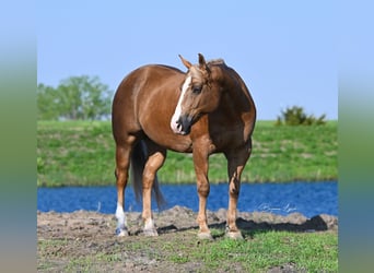 American Quarter Horse, Castrone, 11 Anni, 145 cm, Palomino