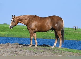 American Quarter Horse, Castrone, 11 Anni, 145 cm, Palomino