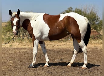 American Quarter Horse, Castrone, 11 Anni, 145 cm, Tobiano-tutti i colori