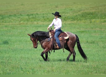 American Quarter Horse, Castrone, 11 Anni, 147 cm, Baio roano