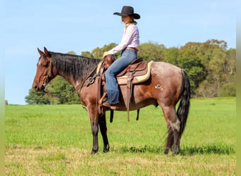 American Quarter Horse, Castrone, 11 Anni, 147 cm, Baio roano